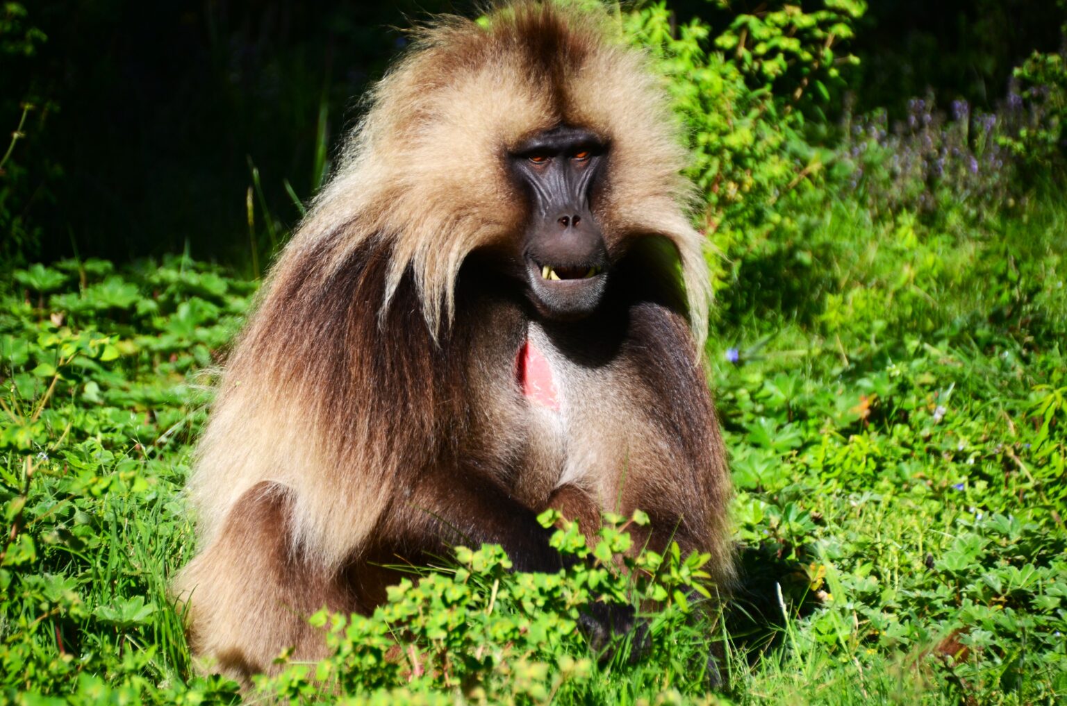 15-days Uganda Safari